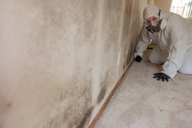 Best Water Damage & Mold Remediation  in USA